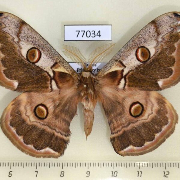 Saturniidae Caligula boisduvalii Primorye