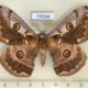 77034p Saturniidae Caligula boisduvalii Primorye $8