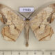 77035p Geometridae Chorodna pallidularia Thailand $12