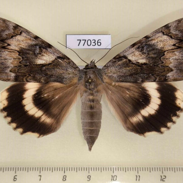 Noctuidae Catocala lara f Primorye