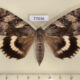 77036p Noctuidae Catocala lara f Primorye $12