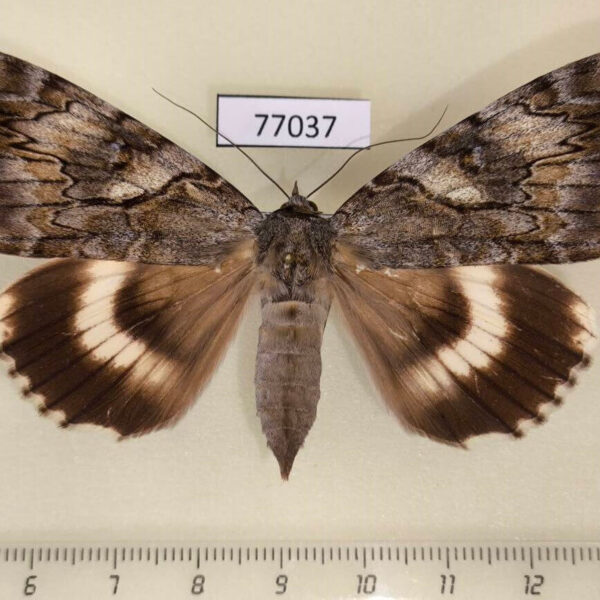 Noctuidae Catocala lara f Primorye