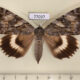 77037p Noctuidae Catocala lara f Primorye $12