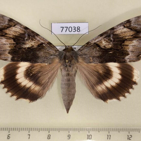 Noctuidae Catocala lara f Primorye