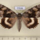 77038p Noctuidae Catocala lara f Primorye $12