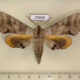 77039p Sphingidae Marumba maackii Primorye $7