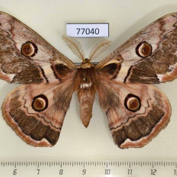 Saturniidae Caligula boisduvalii Primorye