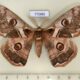 77040p Saturniidae Caligula boisduvalii Primorye $7