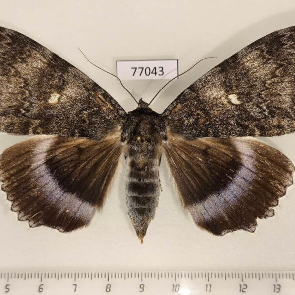 Noctuidae Catocala fraxini f Amur reg.
