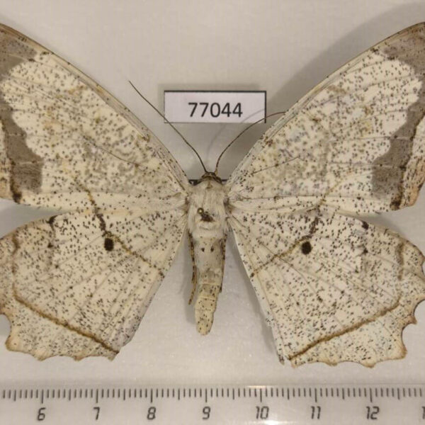 Geometridae Chorodna pallidularia f Thailand