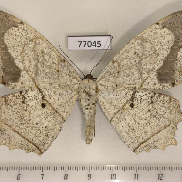 Geometridae Chorodna pallidularia f Thailand