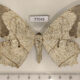 77045p Geometridae Chorodna pallidularia f Thailand $9