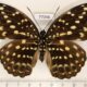 77046p Nymphalidae Lexias pardalis f Thailand $12