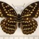 77047p Nymphalidae Lexias pardalis f Thailand $20