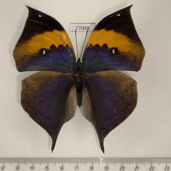 Nymphalidae Kallima inachus siamensis Thailand