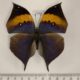 77048p Nymphalidae Kallima inachus siamensis Thailand $15