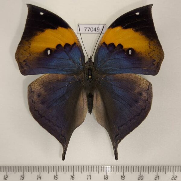 Nymphalidae Kallima inachus siamensis Thailand