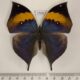 77049p Nymphalidae Kallima inachus siamensis Thailand $20