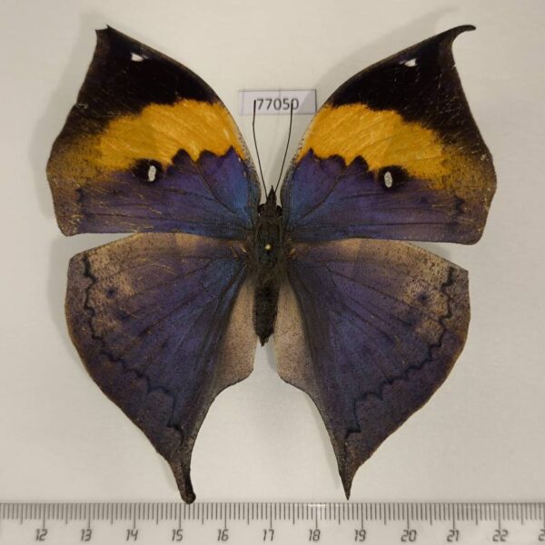 Nymphalidae Kallima inachus siamensis f Thailand