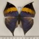 77050p Nymphalidae Kallima inachus siamensis f Thailand $18