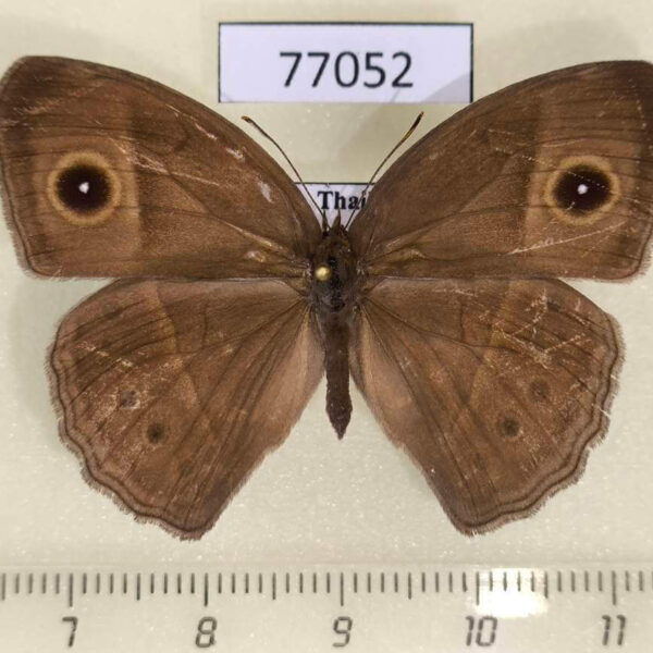Satyridae Mycalesis intermedia Thailand