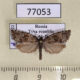 77053p Tortricidae sp. Tyva rep. $5