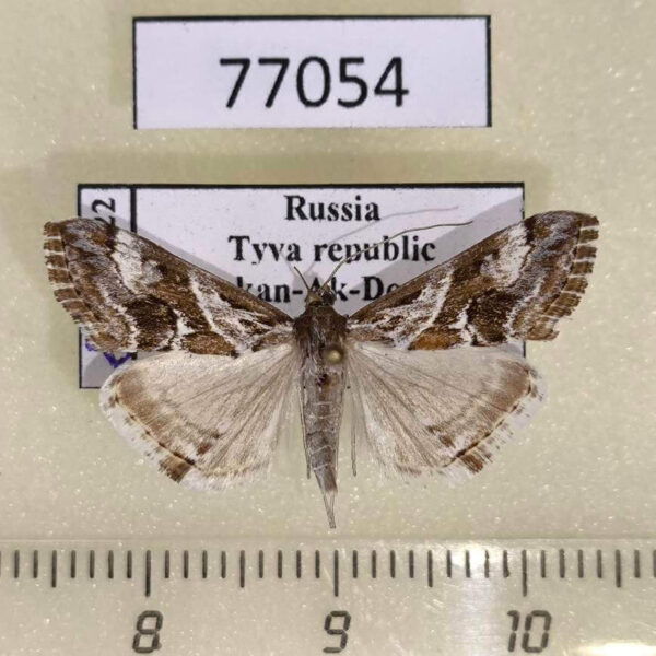 Crambidae Evergestis sp. lichenalis Tyva rep.