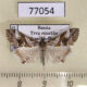 77054p Crambidae Evergestis sp. lichenalis Tyva rep. $8