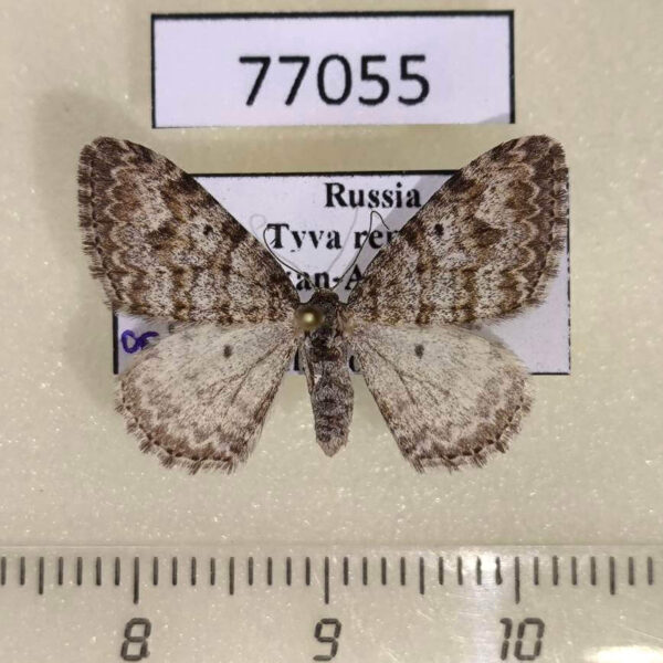 Geometridae Xanthorhoe sajanaria f Tyva rep.