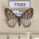 77055p Geometridae Xanthorhoe sajanaria f Tyva rep. $6