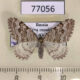 77056p Geometridae Xanthorhoe sajanaria f Tyva rep. $6