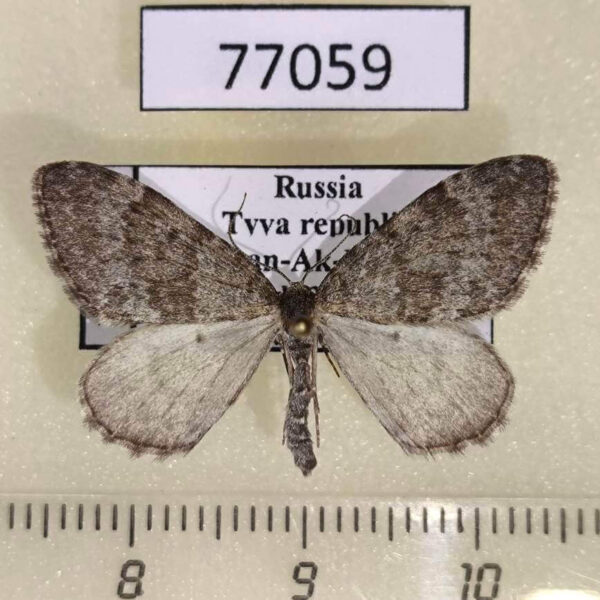 Geometridae Entephria caesiata Tyva rep.