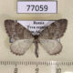 77059p Geometridae Entephria caesiata Tyva rep. $7