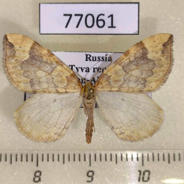 Geometridae Eulithis populata Tyva rep.