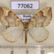 77062p Geometridae Eulithis populata Tyva rep. $8