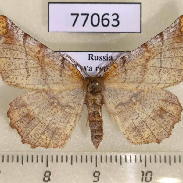 Geometridae Selenia dentaria Tyva rep.