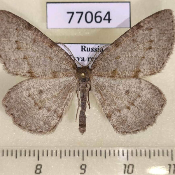 Geometridae Elophos vittaria Tyva rep.