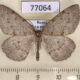 77064p Geometridae Elophos vittaria Tyva rep. $7