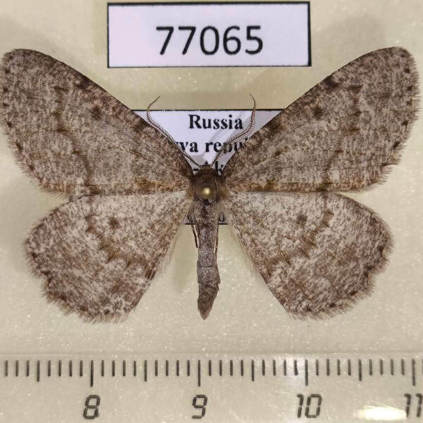Geometridae Elophos vittaria Tyva rep.