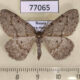 77065p Geometridae Elophos vittaria Tyva rep. $7
