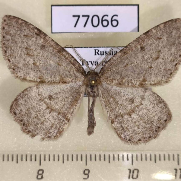 Geometridae Elophos vittaria Tyva rep.