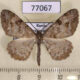 77067p Geometridae Alcis extinctaria Tyva rep. $7