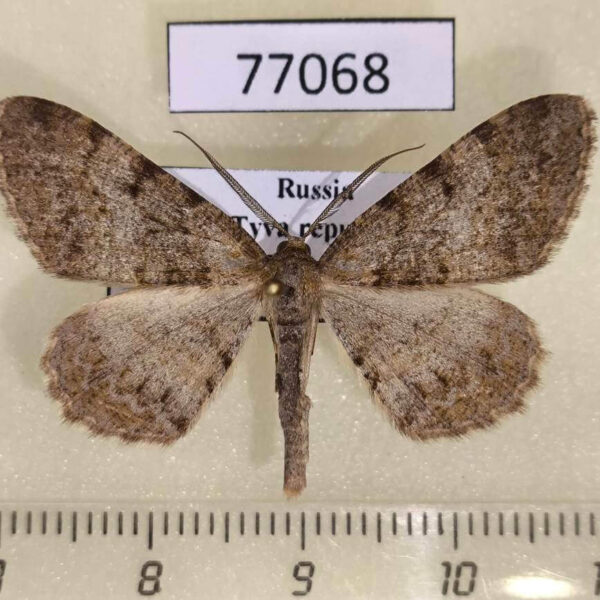 Geometridae Alcis extinctaria Tyva rep.