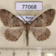 77068p Geometridae Alcis extinctaria Tyva rep. $7