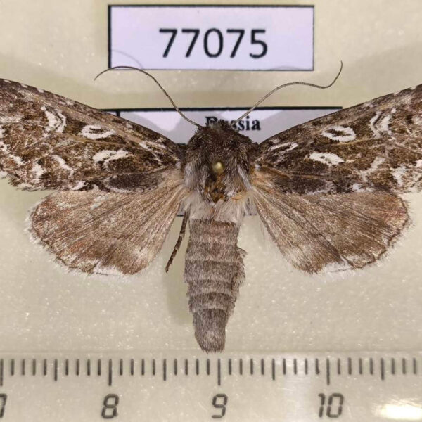 Noctuidae Calamia decipiens Tyva rep.