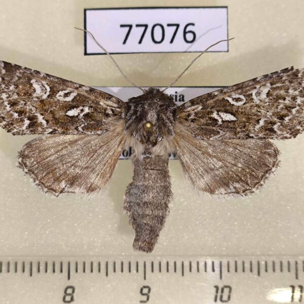 Noctuidae Calamia decipiens Tyva rep.