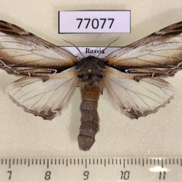 Notodontiidae Pheosia gnoma f Tyva rep.