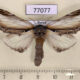 77077p Notodontiidae Pheosia gnoma f Tyva rep. $7