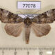 77078p Noctuidae Anaplectoides prasina Tyva rep. $6