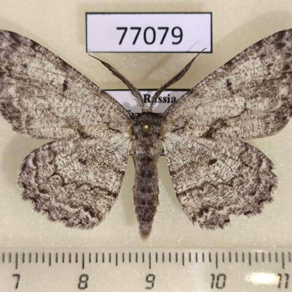 Geometridae Hypomecis roboraria Tyva rep.